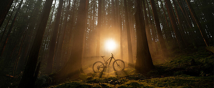 Trek Fuel EXe E-Bike standing in forest clearing at dusk