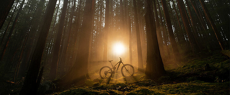 Trek Fuel EXe E-Bike steht auf Waldlichtung bei Abenddämmerung